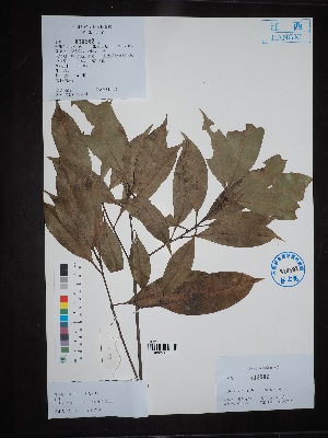  ( - Ge02741)  @11 [ ] CreativeCommons  Attribution Non-Commercial Share-Alike  Unspecified Herbarium of South China Botanical Garden