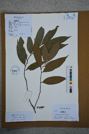  ( - Ge02742)  @11 [ ] CreativeCommons  Attribution Non-Commercial Share-Alike  Unspecified Herbarium of South China Botanical Garden