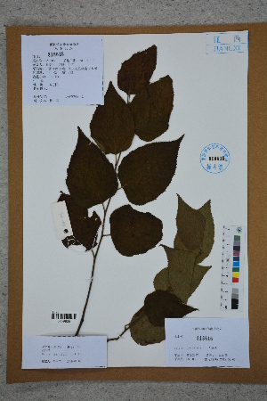  ( - Ge02743)  @11 [ ] CreativeCommons  Attribution Non-Commercial Share-Alike  Unspecified Herbarium of South China Botanical Garden