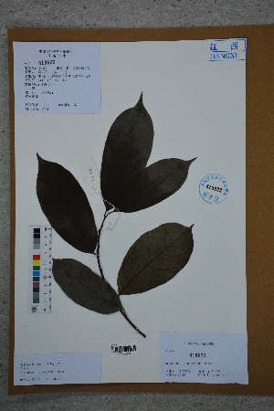  ( - Ge02749)  @11 [ ] CreativeCommons  Attribution Non-Commercial Share-Alike  Unspecified Herbarium of South China Botanical Garden