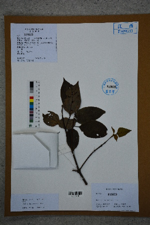  (Gmelina hainanensis - Ge02752)  @11 [ ] CreativeCommons  Attribution Non-Commercial Share-Alike  Unspecified Herbarium of South China Botanical Garden