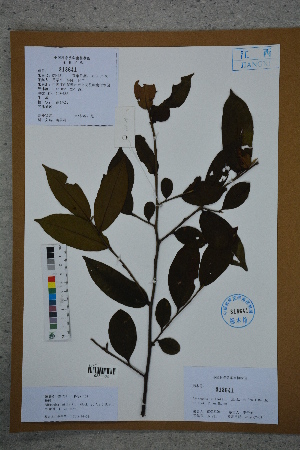  ( - Ge02757)  @11 [ ] CreativeCommons  Attribution Non-Commercial Share-Alike  Unspecified Herbarium of South China Botanical Garden