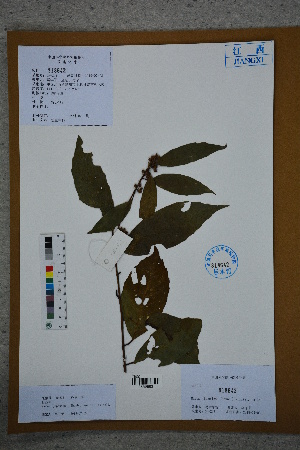  (Maesa japonica - Ge02759)  @11 [ ] CreativeCommons  Attribution Non-Commercial Share-Alike  Unspecified Herbarium of South China Botanical Garden