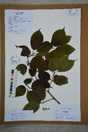  ( - Ge02761)  @11 [ ] CreativeCommons  Attribution Non-Commercial Share-Alike  Unspecified Herbarium of South China Botanical Garden