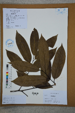  (Castanopsis lamontii - Ge02764)  @11 [ ] CreativeCommons  Attribution Non-Commercial Share-Alike  Unspecified Herbarium of South China Botanical Garden