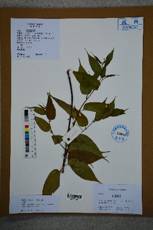  ( - Ge02766)  @11 [ ] CreativeCommons  Attribution Non-Commercial Share-Alike  Unspecified Herbarium of South China Botanical Garden