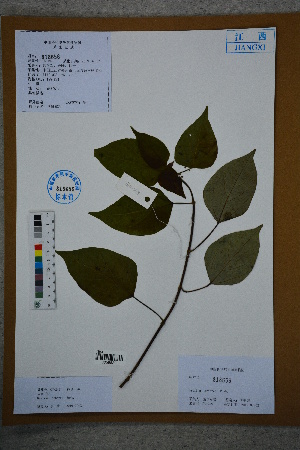  ( - Ge02768)  @11 [ ] CreativeCommons  Attribution Non-Commercial Share-Alike  Unspecified Herbarium of South China Botanical Garden