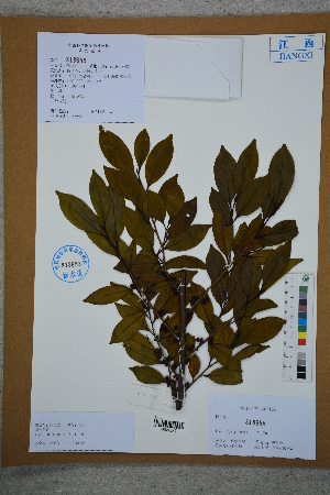  (Ilex fukienensis - Ge02771)  @11 [ ] CreativeCommons  Attribution Non-Commercial Share-Alike  Unspecified Herbarium of South China Botanical Garden