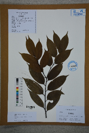  ( - Ge02773)  @11 [ ] CreativeCommons  Attribution Non-Commercial Share-Alike  Unspecified Herbarium of South China Botanical Garden
