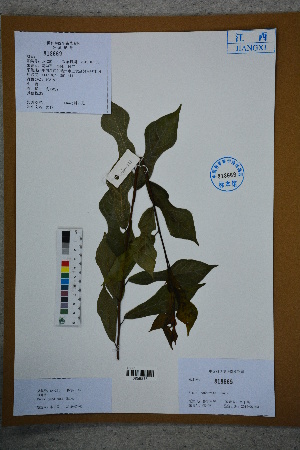  ( - Ge02775)  @11 [ ] CreativeCommons  Attribution Non-Commercial Share-Alike  Unspecified Herbarium of South China Botanical Garden