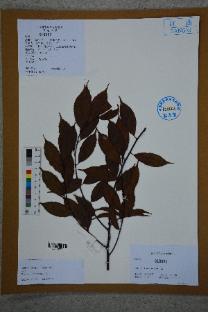  (Laurocerasus officinalis - Ge02776)  @11 [ ] CreativeCommons  Attribution Non-Commercial Share-Alike  Unspecified Herbarium of South China Botanical Garden