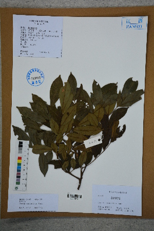  ( - Ge02777)  @11 [ ] CreativeCommons  Attribution Non-Commercial Share-Alike  Unspecified Herbarium of South China Botanical Garden