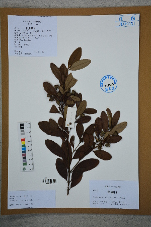  (Rhodomyrtus tomentosa - Ge02780)  @11 [ ] CreativeCommons  Attribution Non-Commercial Share-Alike  Unspecified Herbarium of South China Botanical Garden