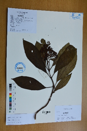  (Dichroa febrifuga - Ge02785)  @11 [ ] CreativeCommons  Attribution Non-Commercial Share-Alike  Unspecified Herbarium of South China Botanical Garden