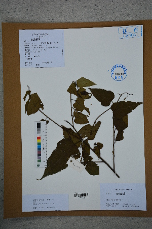  (Rubus corchorifolius - Ge02787)  @11 [ ] CreativeCommons  Attribution Non-Commercial Share-Alike  Unspecified Herbarium of South China Botanical Garden