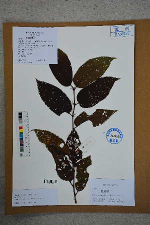  ( - Ge02789)  @11 [ ] CreativeCommons  Attribution Non-Commercial Share-Alike  Unspecified Herbarium of South China Botanical Garden