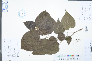  (Populus adenopoda - Ge02961)  @11 [ ] CreativeCommons  Attribution Non-Commercial Share-Alike  Unspecified Herbarium of South China Botanical Garden