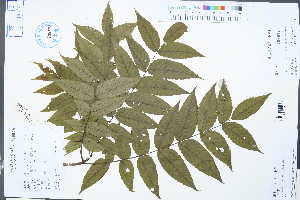  ( - Ge02965)  @11 [ ] CreativeCommons  Attribution Non-Commercial Share-Alike  Unspecified Herbarium of South China Botanical Garden