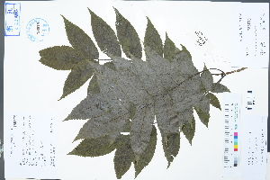  ( - Ge02966)  @11 [ ] CreativeCommons  Attribution Non-Commercial Share-Alike  Unspecified Herbarium of South China Botanical Garden