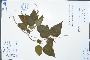  ( - Ge02969)  @11 [ ] CreativeCommons  Attribution Non-Commercial Share-Alike  Unspecified Herbarium of South China Botanical Garden