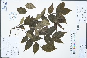  (Tetradium ruticarpum - Ge02973)  @11 [ ] CreativeCommons  Attribution Non-Commercial Share-Alike  Unspecified Herbarium of South China Botanical Garden