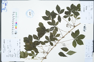  ( - Ge02976)  @11 [ ] CreativeCommons  Attribution Non-Commercial Share-Alike  Unspecified Herbarium of South China Botanical Garden