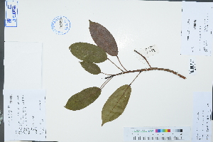  ( - Ge02977)  @11 [ ] CreativeCommons  Attribution Non-Commercial Share-Alike  Unspecified Herbarium of South China Botanical Garden