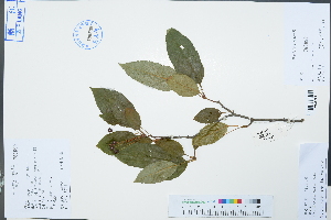  ( - Ge02983)  @11 [ ] CreativeCommons  Attribution Non-Commercial Share-Alike  Unspecified Herbarium of South China Botanical Garden