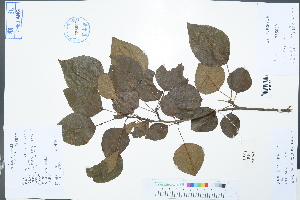  (Pyrus calleryana - Ge02984)  @11 [ ] CreativeCommons  Attribution Non-Commercial Share-Alike  Unspecified Herbarium of South China Botanical Garden