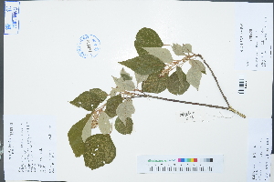  (Mallotus tenuifolius var. paxii - Ge02987)  @11 [ ] CreativeCommons  Attribution Non-Commercial Share-Alike  Unspecified Herbarium of South China Botanical Garden