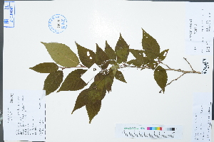  (Cerasus jingningensis - Ge02989)  @11 [ ] CreativeCommons  Attribution Non-Commercial Share-Alike  Unspecified Herbarium of South China Botanical Garden