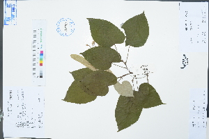  ( - Ge02992)  @11 [ ] CreativeCommons  Attribution Non-Commercial Share-Alike  Unspecified Herbarium of South China Botanical Garden