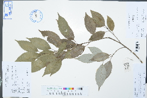  (Quercus ciliaris - Ge03002)  @11 [ ] CreativeCommons  Attribution Non-Commercial Share-Alike  Unspecified Herbarium of South China Botanical Garden