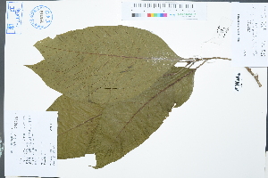 (Quercus jenseniana - Ge03005)  @11 [ ] CreativeCommons  Attribution Non-Commercial Share-Alike  Unspecified Herbarium of South China Botanical Garden