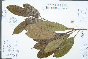  (Eriobotrya deflexa - Ge03021)  @11 [ ] CreativeCommons  Attribution Non-Commercial Share-Alike  Unspecified Herbarium of South China Botanical Garden