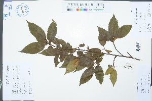  (Malus doumeri - Ge03029)  @11 [ ] CreativeCommons  Attribution Non-Commercial Share-Alike  Unspecified Herbarium of South China Botanical Garden