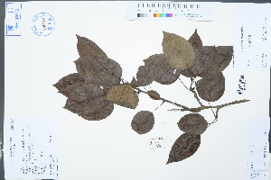  ( - Ge03030)  @11 [ ] CreativeCommons  Attribution Non-Commercial Share-Alike  Unspecified Herbarium of South China Botanical Garden