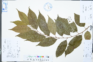  (Cerasus subhirtella - Ge03031)  @11 [ ] CreativeCommons  Attribution Non-Commercial Share-Alike  Unspecified Herbarium of South China Botanical Garden