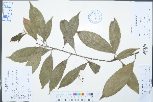  ( - Ge03033)  @11 [ ] CreativeCommons  Attribution Non-Commercial Share-Alike  Unspecified Herbarium of South China Botanical Garden