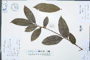  (Ilex hylonoma var. glabra - Ge03034)  @11 [ ] CreativeCommons  Attribution Non-Commercial Share-Alike  Unspecified Herbarium of South China Botanical Garden