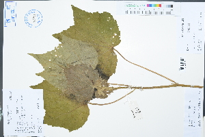  (Hibiscus mutabilis - Ge03040)  @11 [ ] CreativeCommons  Attribution Non-Commercial Share-Alike  Unspecified Herbarium of South China Botanical Garden