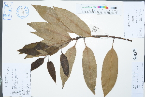  (Lithocarpus brevicaudatus - Ge03043)  @11 [ ] CreativeCommons  Attribution Non-Commercial Share-Alike  Unspecified Herbarium of South China Botanical Garden