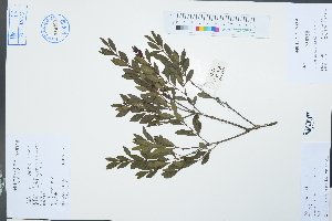  (Syzygium grijsii - Ge03048)  @11 [ ] CreativeCommons  Attribution Non-Commercial Share-Alike  Unspecified Herbarium of South China Botanical Garden