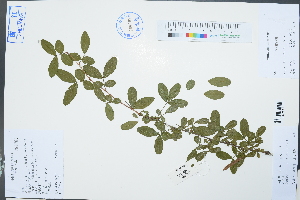  (Caragana sinica - Ge03057)  @11 [ ] CreativeCommons  Attribution Non-Commercial Share-Alike  Unspecified Herbarium of South China Botanical Garden