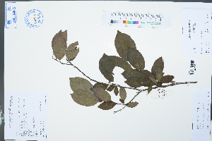  ( - Ge03059)  @11 [ ] CreativeCommons  Attribution Non-Commercial Share-Alike  Unspecified Herbarium of South China Botanical Garden