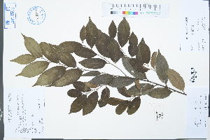  (Castanopsis carlesii - Ge03060)  @11 [ ] CreativeCommons  Attribution Non-Commercial Share-Alike  Unspecified Herbarium of South China Botanical Garden