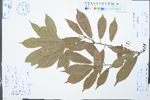  (Quercus gilva - Ge03062)  @11 [ ] CreativeCommons  Attribution Non-Commercial Share-Alike  Unspecified Herbarium of South China Botanical Garden
