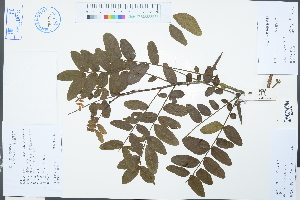  (Gleditsia japonica - Ge03065)  @11 [ ] CreativeCommons  Attribution Non-Commercial Share-Alike  Unspecified Herbarium of South China Botanical Garden