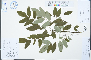  (Styphnolobium - Ge03066)  @11 [ ] CreativeCommons  Attribution Non-Commercial Share-Alike  Unspecified Herbarium of South China Botanical Garden