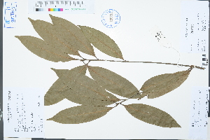  ( - Ge03075)  @11 [ ] CreativeCommons  Attribution Non-Commercial Share-Alike  Unspecified Herbarium of South China Botanical Garden